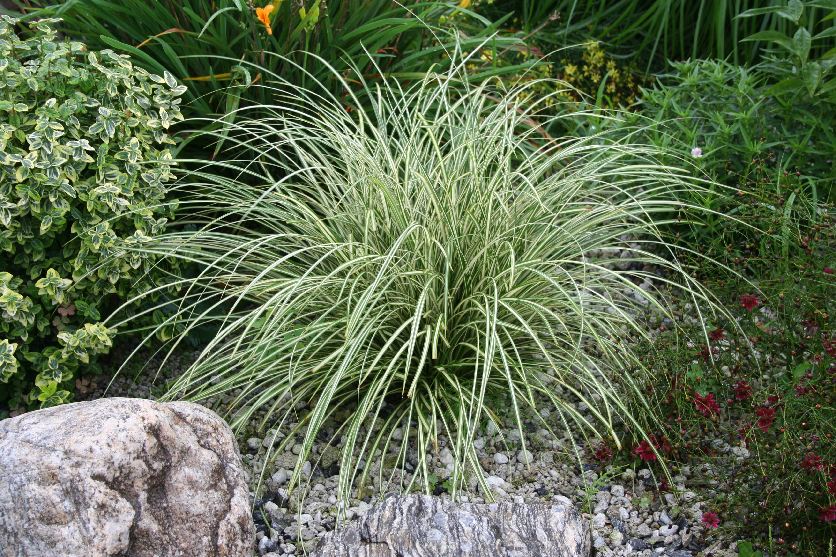 Carex oshimensis 'Evergold'